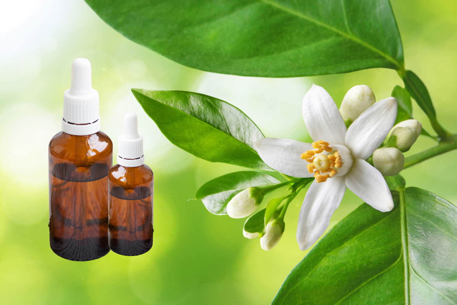 08 Neroli Oil